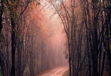 哪里能看五星体育在线直播高清无插件？